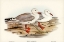 Picture of JAMESONS GULL-XEMA JAMESONII