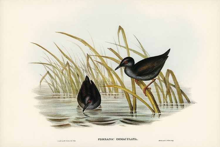 Picture of SPOTLESS GALLINULE-PORZANA IMMACULATA