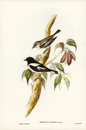 Picture of PIED ROBIN-PETROICA BICOLOR-SWAINS