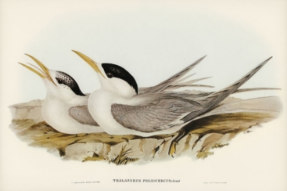 Picture of BASSS STRAITS TERN-THALASSEUS POLIOCERCUS