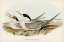 Picture of BASSS STRAITS TERN-THALASSEUS POLIOCERCUS