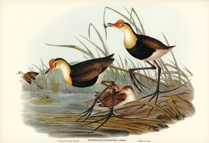 Picture of GALLINACEOUS PARRA-PARRA GALLINACEA