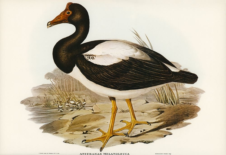 Picture of SEMIPALMATED GOOSE-ANSERANAS MELANOLEUCA