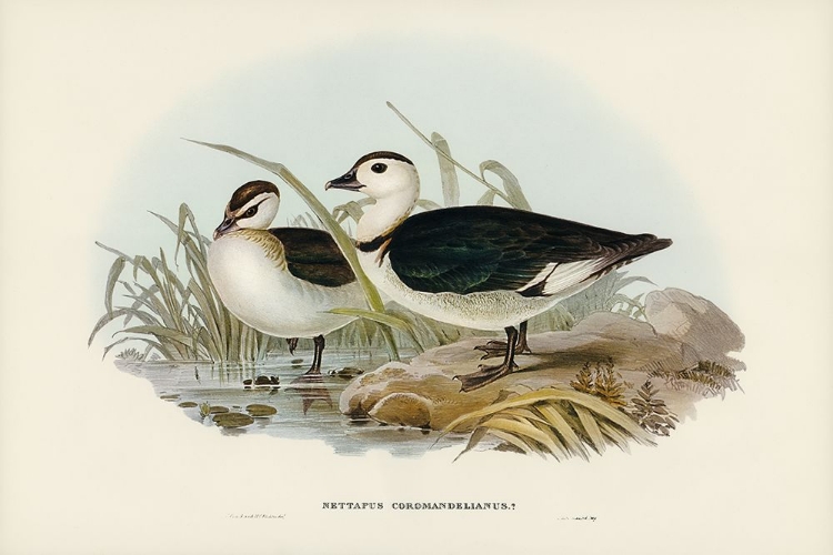 Picture of PYGMY GOOSE-NETTAPUS COROMANDELIANUS