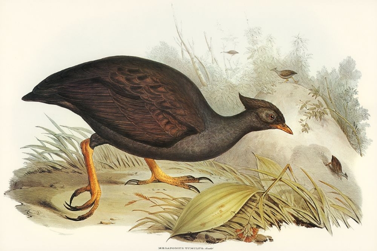 Picture of MOUND-RAISING MEGAPODE-MEGAPODIUS TUMULUS