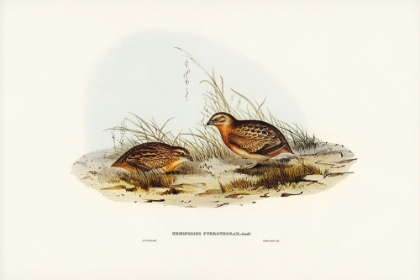 Picture of RED-CHESTED HEMIPODE-HEMIPODIUS PYRRHOTHORAX