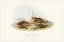 Picture of RED-CHESTED HEMIPODE-HEMIPODIUS PYRRHOTHORAX