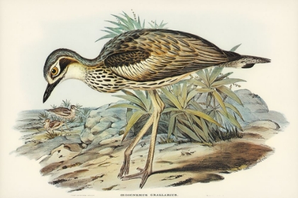 Picture of SOUTHERN STONE-PLOVER-EDICNEMUS GRALLARIUS