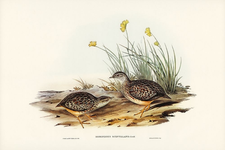 Picture of SPARKLING HEMIPODE-HEMIPODIUS SCINTILLANS