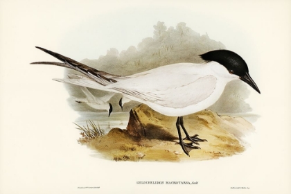Picture of GREAT-FOOTED TERN-GELOCHELIDON MACROTARSA