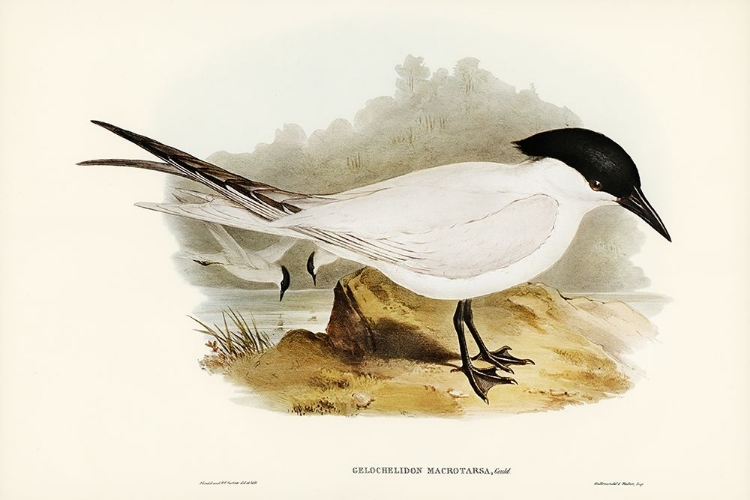 Picture of GREAT-FOOTED TERN-GELOCHELIDON MACROTARSA