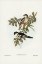 Picture of NORTHERN CUCKOOSHRIKE-CAMPEPHAGA KARU