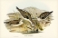 Picture of AUSTRALIAN GREENSHANK-GLOTTIS GLOTTOIDES