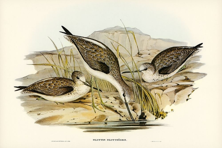 Picture of AUSTRALIAN GREENSHANK-GLOTTIS GLOTTOIDES