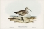 Picture of GREAT SANDPIPER-SCHOENICLUS MAGNUS