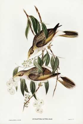 Picture of LUTEOUS HONEY-EATER-MYZANTHA LUTEA