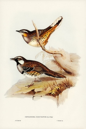 Picture of SPOTTED GROUD THRUSH-CINCLOSOMA PUNCTATUM