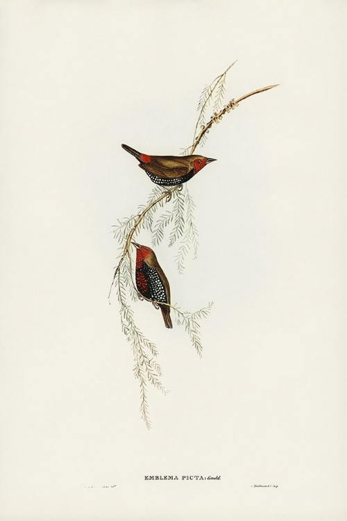 Picture of PAINTED FINCH-EMBLEMA PICTA