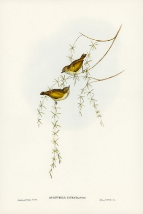 Picture of STRIATED ACANTHIZA-ACANTHIZA LINEATA