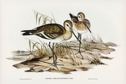 Picture of BLACK-TAILED GODWIT-LIMOSA MELANUROIDES