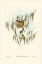 Picture of LUNULATED HONEY-EATER-MELITHREPTUS LUNULATUS