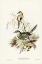 Picture of BROWN SONGLARK-CINCLORAMPHUS CRURALIS
