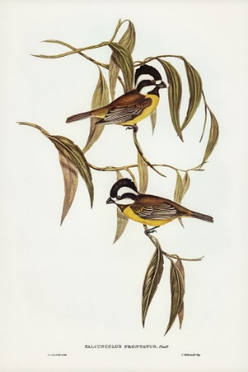 Picture of FRONTAL SHRIKE-TIT-FALCUNCULUS FRONTATUS