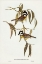 Picture of FRONTAL SHRIKE-TIT-FALCUNCULUS FRONTATUS