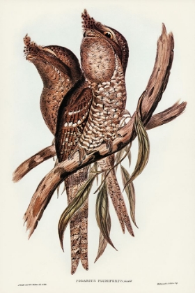 Picture of PLUMED PODARGUS-PODARGUS PLUMIFERUS