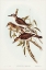 Picture of SELBY’S COLLURICINCLA-COLLURICINCLA SELBII