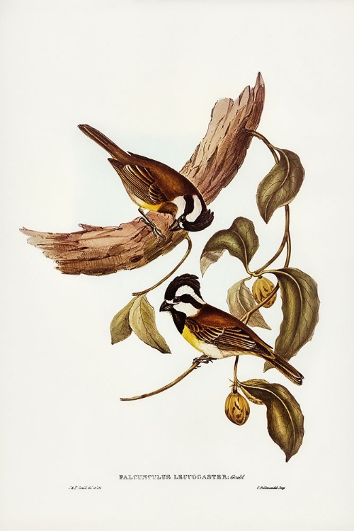 Picture of WHITE-BELLIED SHRIKE-TIT-FALCUNCULUS LEUCOGASTER