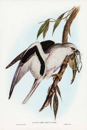 Picture of LETTER-WINGED KITE-ELANUS SCIPTUS