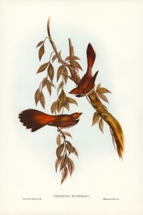 Picture of RUFOUS-FRONTED FANTAIL-RHIPIDURA RUFIFRONS