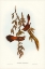 Picture of RUFOUS-FRONTED FANTAIL-RHIPIDURA RUFIFRONS