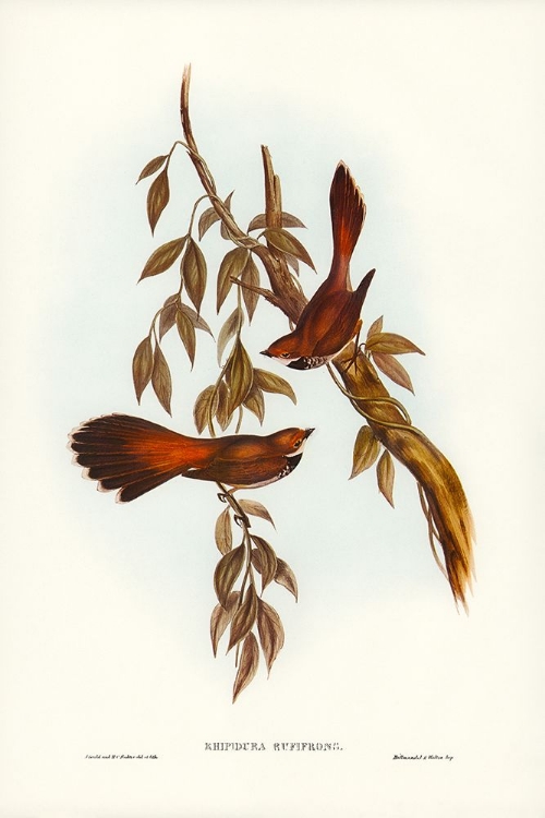 Picture of RUFOUS-FRONTED FANTAIL-RHIPIDURA RUFIFRONS