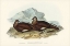 Picture of WHITE-QUILLED ROCK DOVE-PETROPHASSA ALBIPENNIS