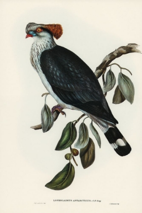 Picture of TOP-KNOT PIGEON-LOPHOLAIMUS ANTARCTICUS