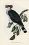 Picture of TOP-KNOT PIGEON-LOPHOLAIMUS ANTARCTICUS