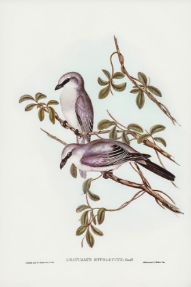 Picture of WHITE-BELLIED GRAUCALUS-GRAUCALUS HYPOLEUCUS