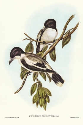 Picture of SILVERY-BACKED BUTCHER-BIRD-CRACTICUS ARGENTEUS