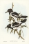 Picture of PIED CROW-SHRIKE-CRACTICUS PICATUS