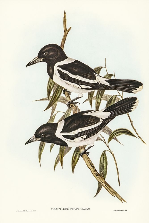 Picture of PIED CROW-SHRIKE-CRACTICUS PICATUS