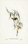 Picture of YELLOW-RUMPED PARDALOTE-PARDALOTUS UROPYGIALIS