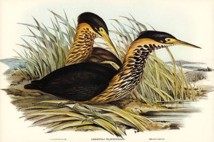 Picture of YELLOW-NECKED BITTERN-ARDETTA FLAVICOLLIS