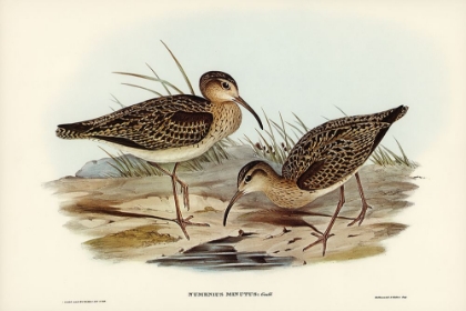 Picture of LITTLE WHIMBREL-NUMENIUS MINUTUS