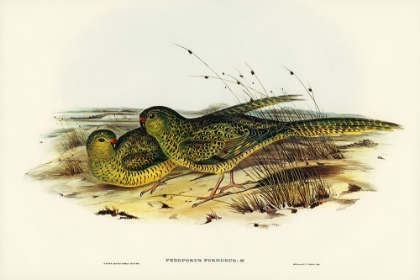 Picture of GROUND PARAKEET-PEZOPORUS FORMOSUS