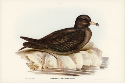 Picture of FLESHY-FOOTED PETREL-PUFFINUS CARNEIPES