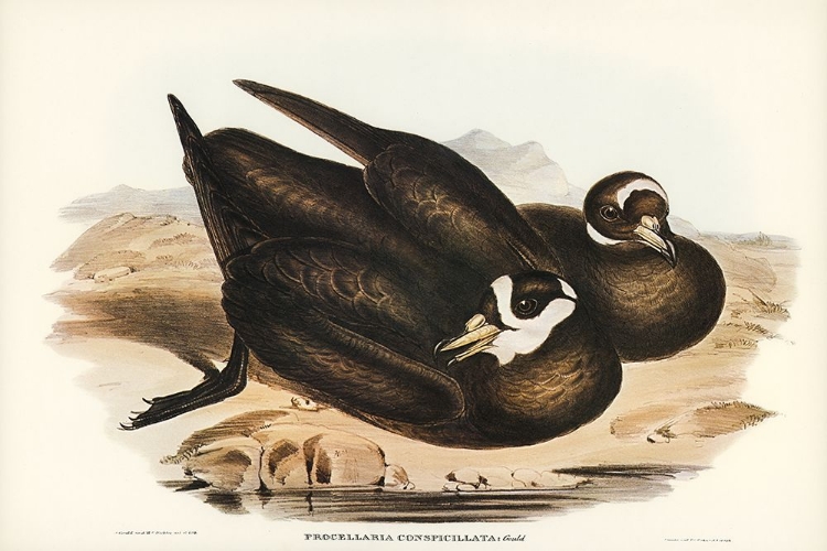 Picture of SPECTACLED PETREL-PROCELLARIA CONSPICILLATA