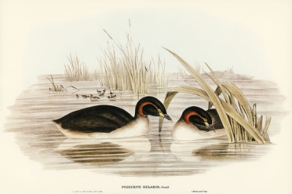 Picture of BLACK-THROATED GRABE-PODICEPS GULARIS