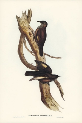 Picture of BLACK-TAILED TREE-CREEPER-CLIMACTERIS MELANURA